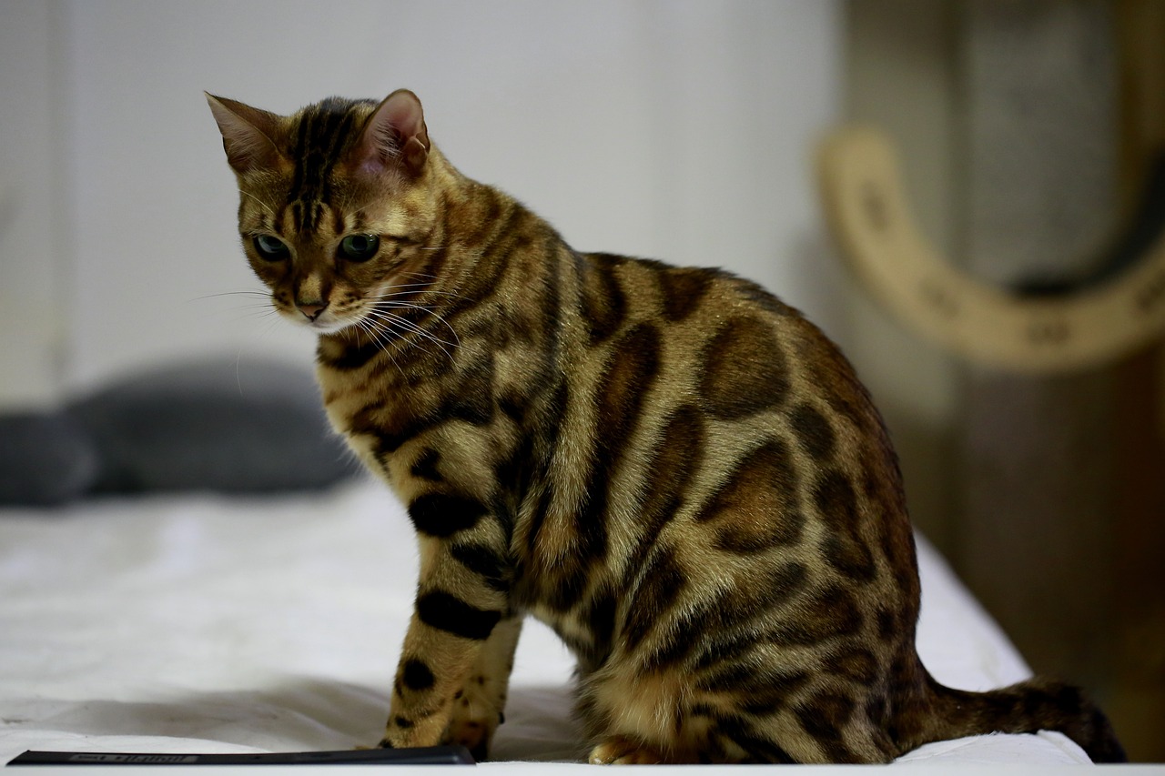 bengal katt